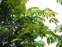 post-126208-0-78182300-1380968929_thumb.