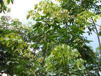 post-126208-0-89453700-1380968914_thumb.