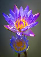 post-171103-0-86431800-1383117201_thumb.