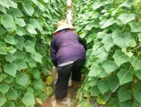 post-185776-0-23966300-1382178136_thumb.