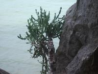 post-185776-0-81784100-1381145799_thumb.