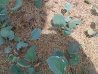 post-185776-0-91899400-1381316522_thumb.