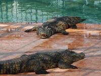 post-188117-0-50187300-1381958517_thumb.