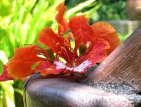 post-188117-0-51496600-1381498546_thumb.