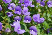 post-188117-0-76756200-1381347072_thumb.