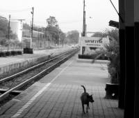 post-188117-0-81162700-1381528403_thumb.