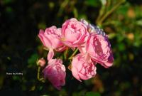 post-188117-0-83620500-1381068860_thumb.