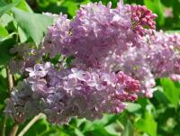 post-188117-0-99709800-1381347169_thumb.