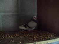 post-32351-0-31262000-1380695635_thumb.j