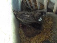 post-32351-0-58023900-1380695915_thumb.j