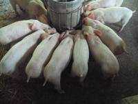 post-32351-0-72964100-1380696273_thumb.j