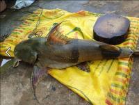 post-42398-0-45256000-1381650204_thumb.j