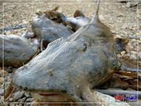 post-42398-0-72971200-1381649422_thumb.j