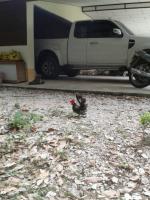 post-85853-0-02787000-1381302209_thumb.j