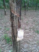 post-85853-0-43171100-1381746534_thumb.j