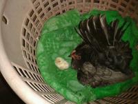 post-85853-0-65901800-1381806763_thumb.j