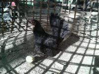 post-85853-0-69008600-1382063896_thumb.j