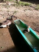 post-85853-0-72496500-1382063960_thumb.j