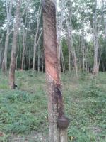 post-85853-0-79406100-1381746465_thumb.j