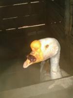 post-85853-0-98771900-1382164011_thumb.j