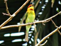 post-12069-0-80564900-1413786619_thumb.j