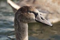 post-126208-0-85943000-1413842575_thumb.