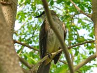 post-146250-0-62632900-1413532171_thumb.