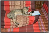 post-153732-0-72252200-1412578526_thumb.