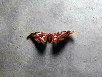 post-17753-0-20771100-1413283093_thumb.j