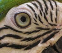 post-21581-0-49823700-1413617921_thumb.j