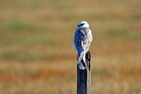 post-25665-0-26254900-1414501540_thumb.j