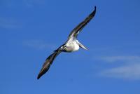 post-25665-0-37058700-1414501501_thumb.j