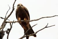 post-25665-0-62213900-1413736358_thumb.j