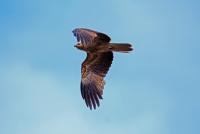 post-25665-0-68801000-1413736312_thumb.j