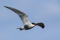 post-25665-0-74885400-1414501698_thumb.j