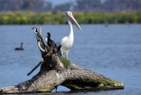 post-25665-0-96991800-1414501941_thumb.j