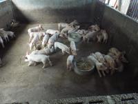 post-32351-0-31561000-1413717468_thumb.j