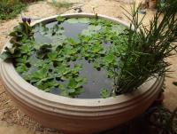 post-32351-0-54368200-1412663599_thumb.j