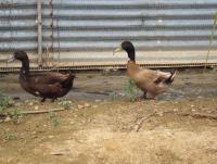 post-32351-0-60151000-1413717738_thumb.j