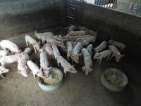 post-32351-0-83543300-1413717453_thumb.j