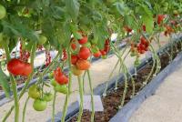 post-37242-0-23007700-1412273298_thumb.j