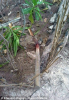 post-92450-0-73959600-1412339490_thumb.p