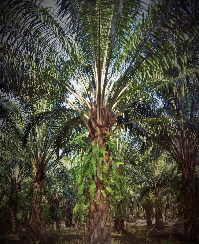 post-186797-0-98171900-1445843922_thumb.