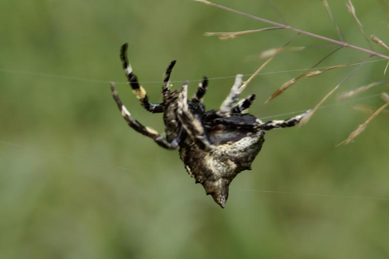 post-228573-0-63207000-1446017383_thumb.