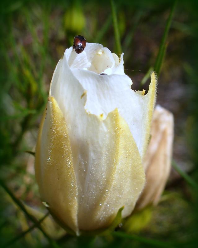 post-231841-0-20975700-1444807417_thumb.