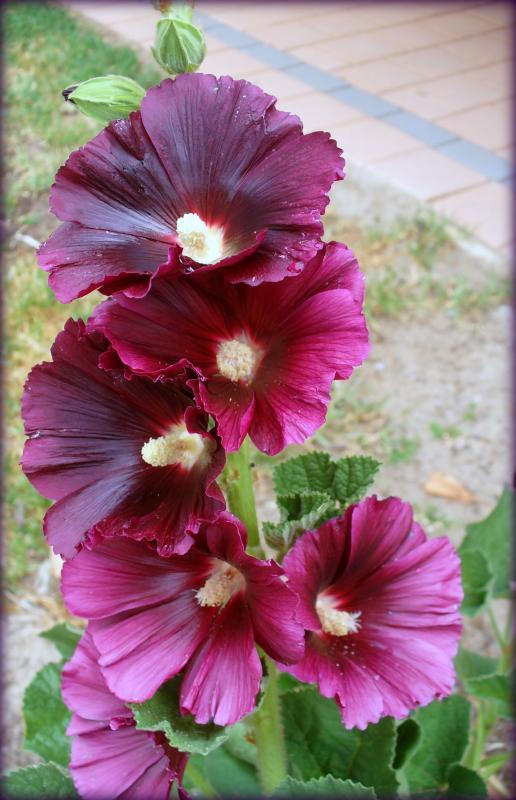 post-231841-0-57411500-1444877549_thumb.