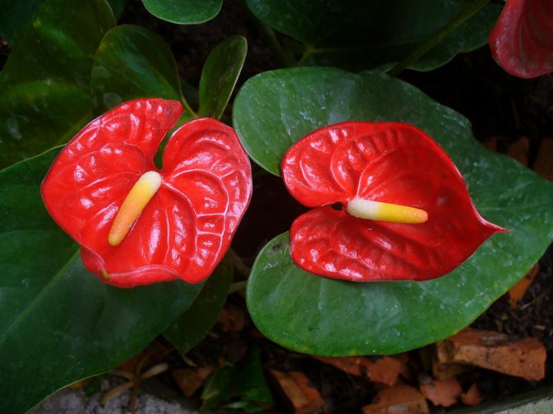 post-231841-0-71270100-1444053035_thumb.