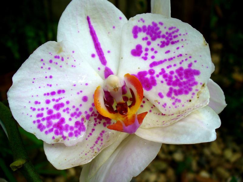 post-231841-0-78588900-1445091576_thumb.