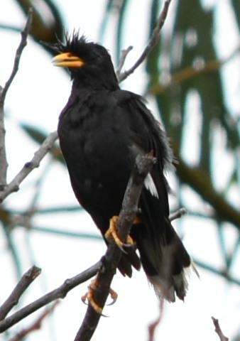 post-237730-0-91315400-1444201045_thumb.