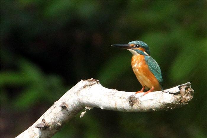 post-25665-0-53675200-1445398805_thumb.j